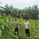 Perkuat Ketahanan Pangan Nasional, Polsek Tandun Bersama Warga Intensif Monitoring Tanaman Jagung Pipil di Desa Tapung jaya