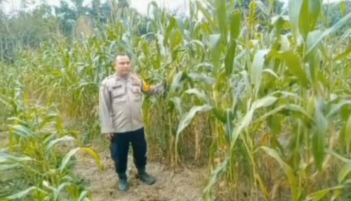 Bhabinkamtibmas Polsek Mandau Hadir Dukung Ketahanan Pangan, Cek Tanaman Jagung Persiapan Panen Raya