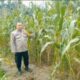 Bhabinkamtibmas Polsek Mandau Hadir Dukung Ketahanan Pangan, Cek Tanaman Jagung Persiapan Panen Raya