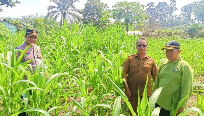 Polsek Tandun Komit Dukung Ketahanan Pangan Nasional, Intensif Lakukan Penanaman Jagung Pipil