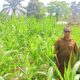 Polsek Tandun Komit Dukung Ketahanan Pangan Nasional, Intensif Lakukan Penanaman Jagung Pipil