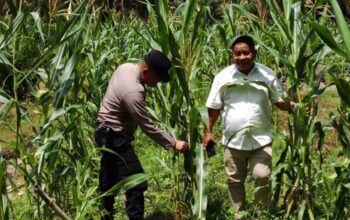 Polsek Tandun dan PTPN IV Sei Tapung Kolaborasi Tanam Jagung 2 Hektare untuk Ketahanan Pangan Nasional