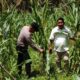 Polsek Tandun dan PTPN IV Sei Tapung Kolaborasi Tanam Jagung 2 Hektare untuk Ketahanan Pangan Nasional