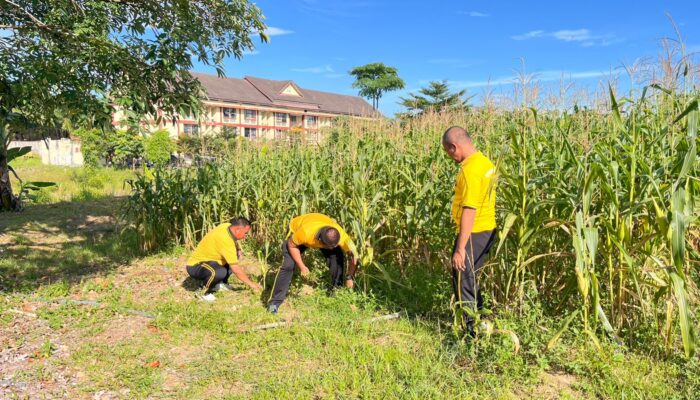 Polres Rokan Hulu Intensif Pantau Perkembangan Jagung Hibrida, Dukung Program Ketahanan dan Swasembada Pangan Nasional