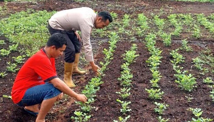 Bhabinkamtibmas Desa Beringin Mulya, Bripka. Atprizon, Komitmen Dukung Program Ketahanan Pangan Nasional di Kecamatan Teluk Belengkong