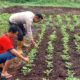 Bhabinkamtibmas Desa Beringin Mulya, Bripka. Atprizon, Komitmen Dukung Program Ketahanan Pangan Nasional di Kecamatan Teluk Belengkong