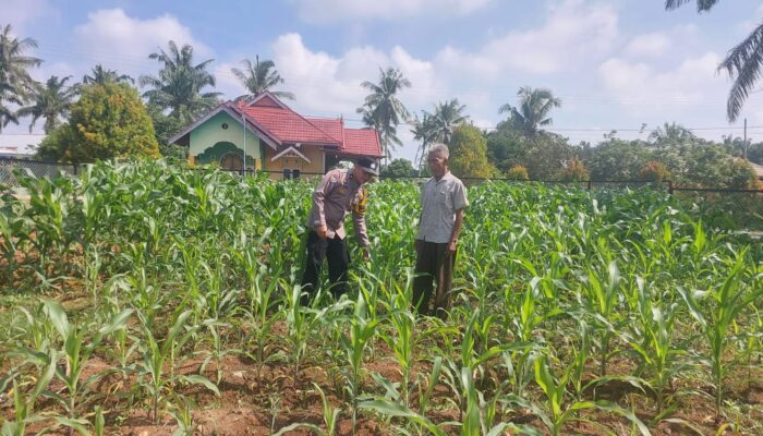 Bhabinkamtibmas dan Warga Desa Tapung Jaya Cek Tanaman Jagung Pipil, Dukung Program Ketahanan Pangan Nasional