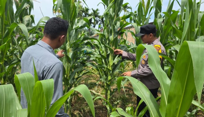 Polsek Tandun Aktif Dukung Program Ketahanan Pangan Nasional Melalui Penanaman Jagung Pipil