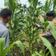 Polsek Tandun Aktif Dukung Program Ketahanan Pangan Nasional Melalui Penanaman Jagung Pipil