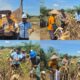 WUJUDKAN KETAHANAN PANGAN KELOMPOK TANI PT. PSA DAN POLSEK TAMBUSAI LAKUKAN PANEN JAGUNG