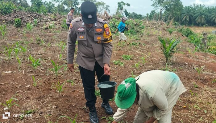 Polsek Tandun Intensifkan Penanaman dan Perawatan Jagung Dukung Program Ketahanan Pangan Nasional