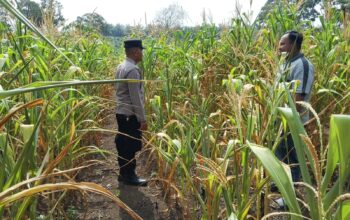 POLSEK TANDUN DUKUNG PROGRAM KETAHANAN PANGAN NASIONAL MELALUI PENANAMAN JAGUNG PIPIL
