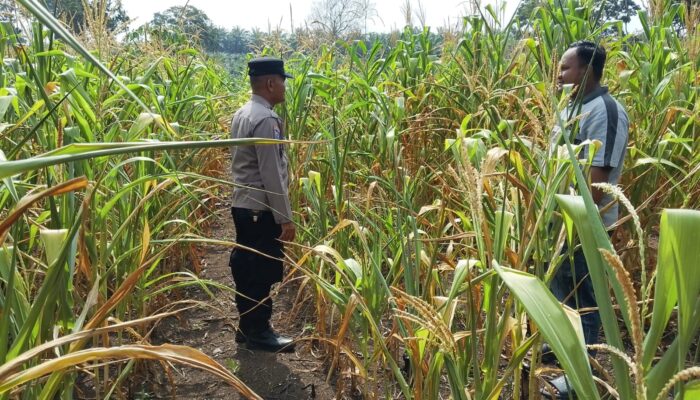 POLSEK TANDUN DUKUNG PROGRAM KETAHANAN PANGAN NASIONAL MELALUI PENANAMAN JAGUNG PIPIL