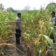 POLSEK TANDUN DUKUNG PROGRAM KETAHANAN PANGAN NASIONAL MELALUI PENANAMAN JAGUNG PIPIL