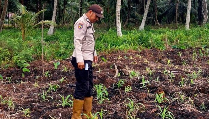 Polsek Teluk Belengkong Melalui Bhabinkamtibmas Desa Beringin Mulya Bripka Atprizon Lakukan Pemantauan Penanaman Jagung 