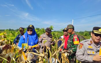 Dukung Ketahanan Pangan Astacita Polsek Mandau Berhasil Panen Jagung Cukup Memuaskan 