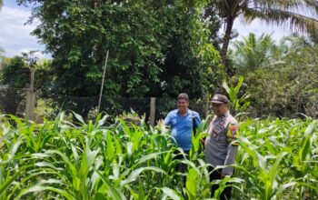 Polsek Tandun Aktif Dukung Program Ketahanan Pangan Nasional Melalui Penanaman Jagung Pipil