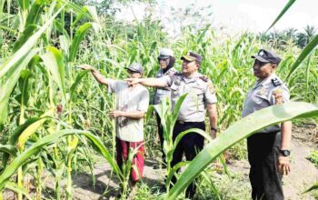 Kapolsek Ujungbatu Terjun ke Ladang, Pastikan Jagung Binaan Tetap Tumbuh di Tengah Cuaca Panas