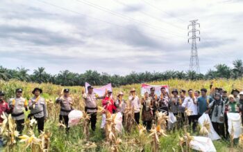 Polsek Batu Hampar dan Bumkep Sialang Bersama Panen Raya Jagung Dukung Program Asta Cita Presiden