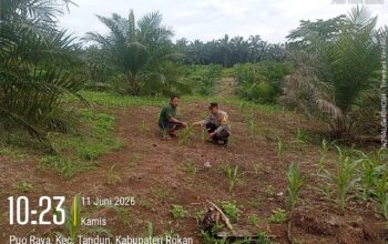 Dukung Ketahanan Pangan Nasional, Polsek Tandun Intensifkan Penanaman dan Perawatan Jagung di Desa Puo Raya
