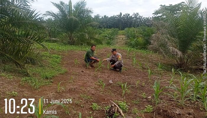 Dukung Ketahanan Pangan Nasional, Polsek Tandun Intensifkan Penanaman dan Perawatan Jagung di Desa Puo Raya