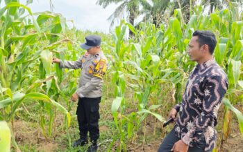 Sinergi Polsek Tandun dan Warga Tapung Jaya Perkuat Ketahanan Pangan Lewat Monitoring Jagung Pipil