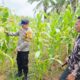 Sinergi Polsek Tandun dan Warga Tapung Jaya Perkuat Ketahanan Pangan Lewat Monitoring Jagung Pipil