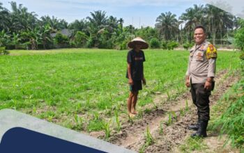 Bhabinkamtibmas Polsek Perhentian Raja Cek Perkembangan Jagung Pipil di Desa Hangtuah