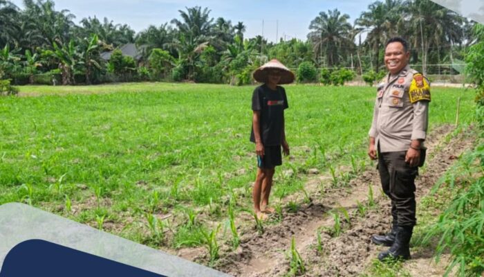 Bhabinkamtibmas Polsek Perhentian Raja Cek Perkembangan Jagung Pipil di Desa Hangtuah