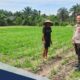 Bhabinkamtibmas Polsek Perhentian Raja Cek Perkembangan Jagung Pipil di Desa Hangtuah