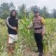 Polsek Batu Hampar Cek Perkembangan Jagung di Desa Kepenghuluan Sungai Sialang Hulu Bentuk Komitmen Dukung Program Ketahanan Pangan Nasional