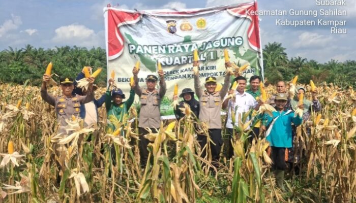 Kapolsek Kampar Kiri Langsung Pimpin, Panen Raya Jagung Pipil Sangat Mengembirakan Program Ketahanan Pangan Astacita Presiden Prabowo Subianto 