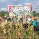 Kapolsek Kampar Kiri Langsung Pimpin, Panen Raya Jagung Pipil Sangat Mengembirakan Program Ketahanan Pangan Astacita Presiden Prabowo Subianto 