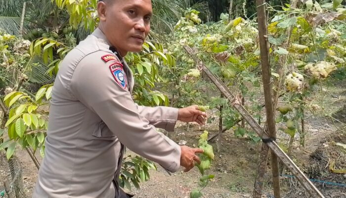 Kapolsek Singingi Lakukan Pengecekan Pekarangan Bergizi Tanaman Gambas, Pepaya dan Cabe, Dukung Asta Cita Presiden RI