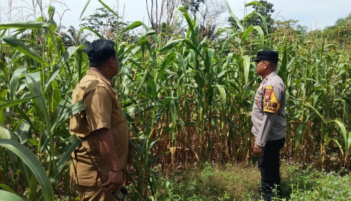 Polsek Tandun Bersama Masyarakat Dorong Peningkatan Produksi Jagung untuk Ketahanan Pangan Nasional