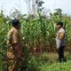 Polsek Tandun Bersama Masyarakat Dorong Peningkatan Produksi Jagung untuk Ketahanan Pangan Nasional