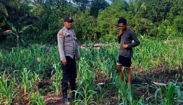 Bentuk Komitmen Mendukung Ketahanan Pangan Nasional, Polsek Teluk Belengkong Lakukan Pemantauan Perkembangan Tanaman Jagung