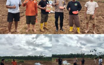 Polsek Tambusai wujudkan ketahanan Pangan dengan Kelompok Tani Dalam Rangka Penanaman Jagung Kuartal II di Desa Batas, Kec. Tambusai