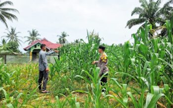Polsek Tandun Bersama Warga Tapung Jaya Intensifkan Perawatan Jagung Pipil