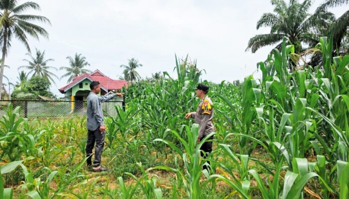 Polsek Tandun Bersama Warga Tapung Jaya Intensifkan Perawatan Jagung Pipil