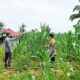 Polsek Tandun Bersama Warga Tapung Jaya Intensifkan Perawatan Jagung Pipil