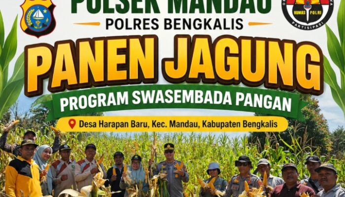 Dukung Ketahanan Pangan Program Astacita Polsek Mandau Panen Jagung Swasembada Pangan 