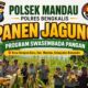 Dukung Ketahanan Pangan Program Astacita Polsek Mandau Panen Jagung Swasembada Pangan 