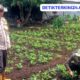 Dukung Swasembada Pangan Nasional, Polsek Teluk Belengkong Melalui Bhabinkamtibmas Bripka Atprizon Sambangi Petani Kacang Tanah