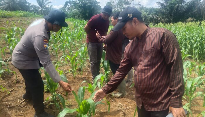 Dari Ruangan Ber-Ac Kelumpur Sawah, Ketika SDM Polda Riau Dan Polsek Rambah Samo Tulis Sejarah Swasembada Pangan