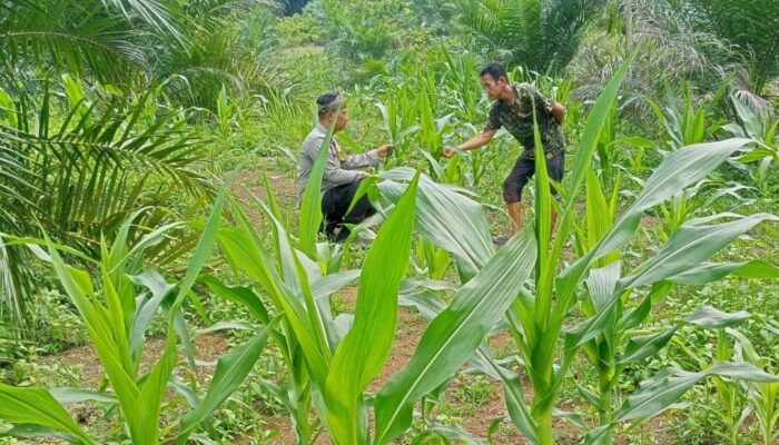 Polsek Tandun Dorong Pengelolaan Sumber Daya Alam Berkelanjutan untuk Perkuat Swasembada Pangan Nasional