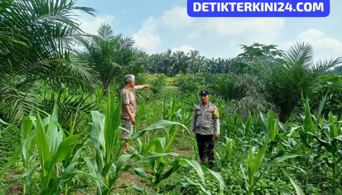 Polsek Tandun Perkuat Ketahanan Pangan melalui Pengecekan Jagung Pipil dan Penerapan Mekanisasi Pertanian di Desa Puo Raya