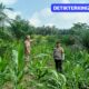 Polsek Tandun Perkuat Ketahanan Pangan melalui Pengecekan Jagung Pipil dan Penerapan Mekanisasi Pertanian di Desa Puo Raya
