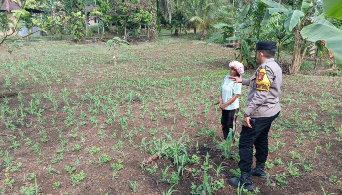 Polsek Tandun Perkuat Dukungan Program Ketahanan Pangan Nasional Melalui Penanaman Jagung Pipil Bersama Masyarakat