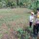 Polsek Tandun Perkuat Dukungan Program Ketahanan Pangan Nasional Melalui Penanaman Jagung Pipil Bersama Masyarakat